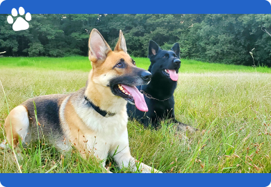 スクール訓練・しつけ教室