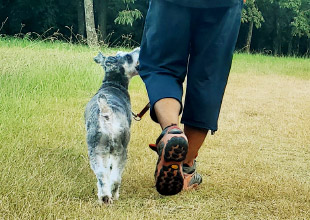 応用訓練(6ヶ月目~)